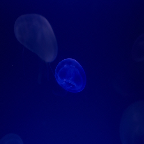 HA! hip hop type beat by Blue caramel